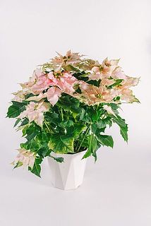 形やサイズには個体差がございます。