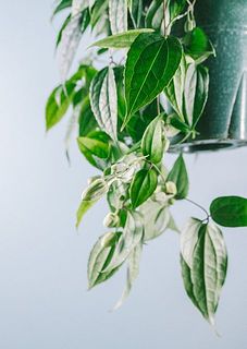 蕾がたくさん😍