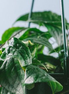 一部、葉が黄色く変色している場合がございます。