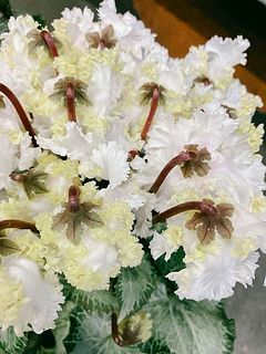 お届け一例：色には個体差が大きいです。つぼみはやや黄色っぽいです。