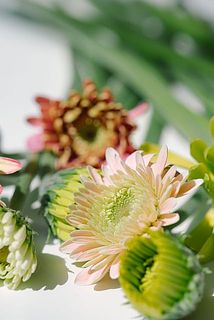 一重咲き、ポンポン咲き、スパイダー咲き、カール咲き、つぼみなど多彩な種類。日照や水分量の管理を自動化し、徹底した品質を保っています。