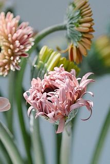 つぼみがだんだん開いていく様子を楽しんで。