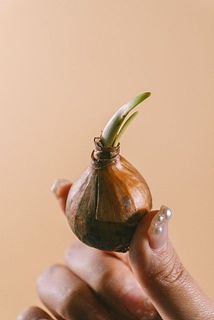 一部、芽が出始めている球根もございます。