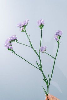 形や大きさには個体差がございます。