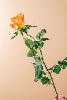 トゲがついているのでお気をつけください