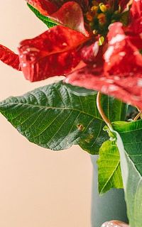 一部、葉が茶色く変色している場合がございます。ご了承ください。