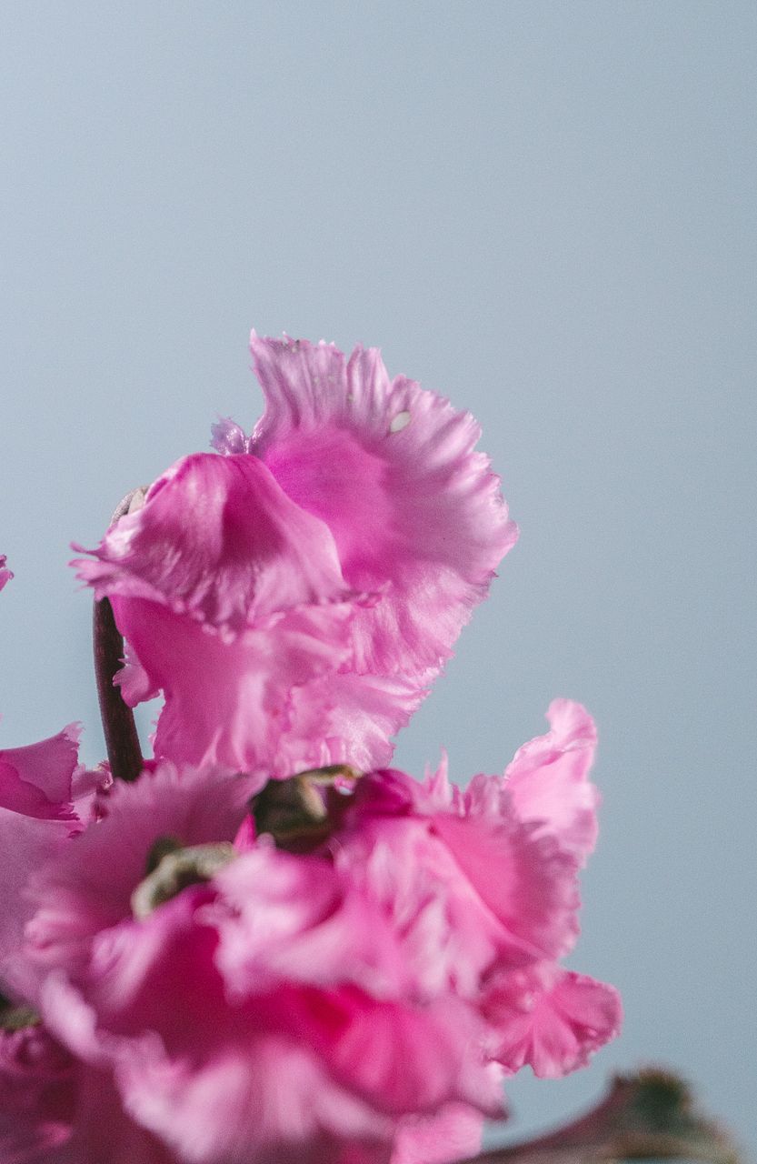 シクラメン「ピンクスワン」