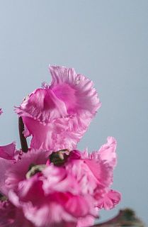 一部、花びらが茶色く変色している場合がございます。