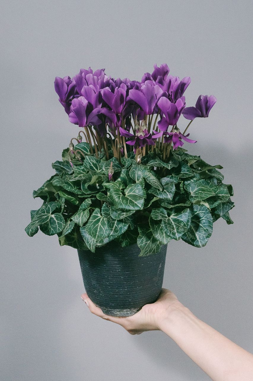 シクラメン「アロマブルー」