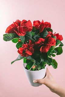 お届け例　フリルがかわいい😍