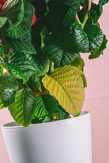 一部、葉が黄色く変色している場合がございます。