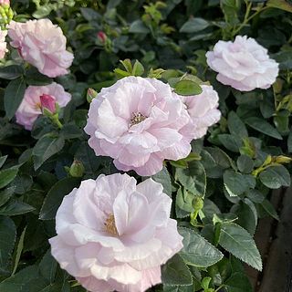 咲き進むとやや色が淡く変化します。