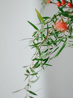 レモンティーツリーは葉っぱをこすってみて。いい香りがします🌿