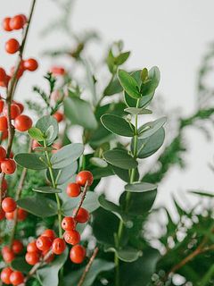 ユーカリの香りも楽しんで。