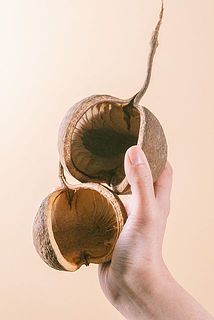 サイズには個体差がございます