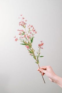 枝ぶりには個体差がございます。