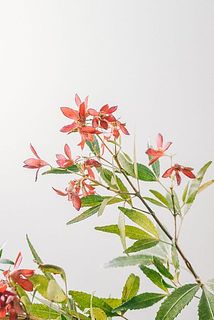 乾燥してく黒っぽい場合がございます。