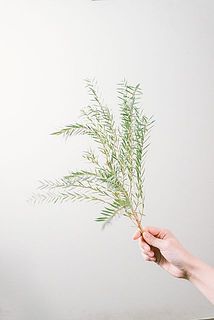 緑っぽいティーツリーが入る場合がございます。