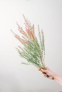 先の赤いティーツリーがクリスマスにぴったり🎄