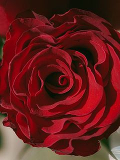 フリルのような花びらが美しい😍