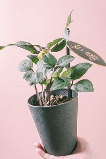 お花の大きさには個体差がございます。