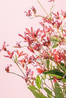 クリスマスブッシュは黒ずんでいたり、シワがついていることがございます。