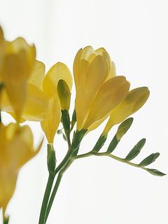 つぼみからだんだんと花が開きます。