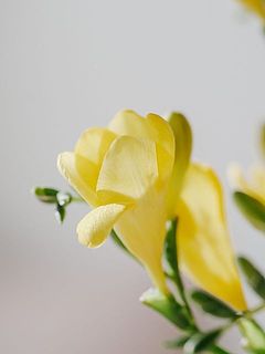 やさしいイエローがかわいい。