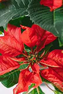 ほんのりピンクの模様が可愛い🎀