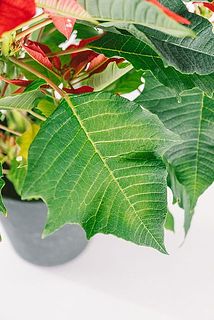 葉っぱもギザギザ⭐️