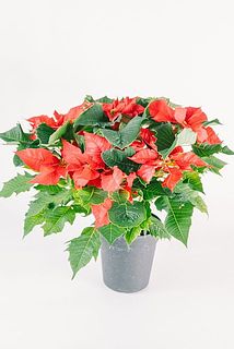 形やサイズには個体差がございます。