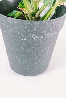 鉢が汚れていることがございます。