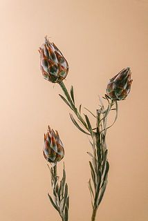 一部、蕾の状態でのお届けになる場合もございます。