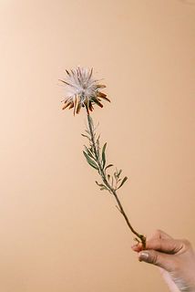 実つきには個体差がございます。