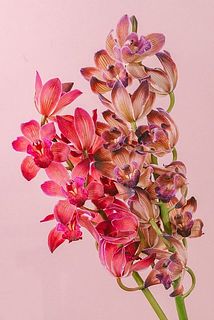 お届け例（色味の組み合わせはおまかせになります）