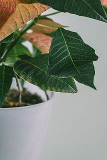 一部、葉が変色したり傷がついている場合がございます。