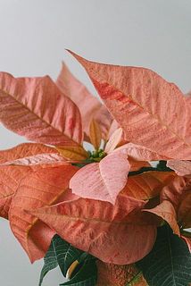 絶妙なピンク色がかわいい🩷