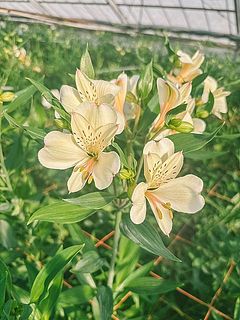 フローリストが愛花園さんのハウスに行ってきました💐
