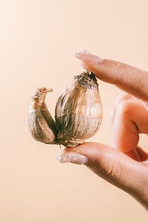 分球したり芽が出ているものも。品質に問題はございません。