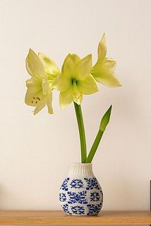 数ヶ月後の開花イメージ。茎が伸びてくる様子も日々楽しんで👀