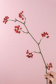 実付きには個体差がございます。