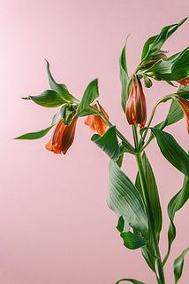 咲いていない状態でのお届けになる場合がございます。