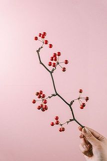 実つきには個体差がございます。