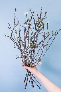 白い梅の花です🕊️