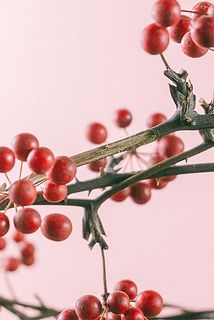 一部枝に傷がある場合がございます、ご了承ください。