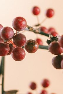 実が変色していたり、傷がついていることがございます。気になる場合は優しく取り除いてください。