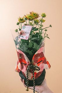 サイズや花付きには個体差がございます。