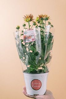 カバーを外した状態