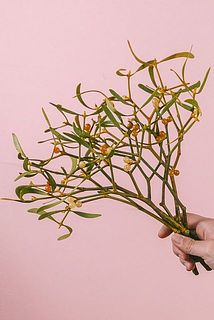 実付きや枝ぶり、葉の色には個体差があります。また、パラパラと分解してしまう性質があります。ご了承ください。