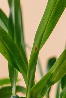 一部、葉に傷や欠け、変色がある場合がございます。